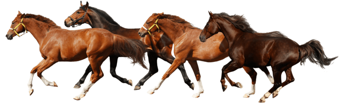 chevaux
